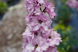 Delgenius Chantay Larkspur (Delphinium 'Chantay') at Carleton Place Nursery