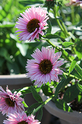 SunSeekers Salmon Coneflower (Echinacea 'IFECSSSAL') at Carleton Place Nursery