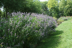 Blue Fortune Anise Hyssop (Agastache 'Blue Fortune') at Carleton Place Nursery