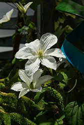 Madame Le Coultre Clematis (Clematis 'Madame Le Coultre') at Carleton Place Nursery