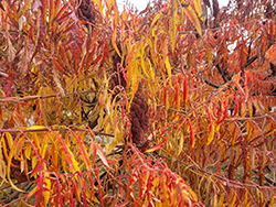 Tiger Eyes Sumac (Rhus typhina 'Bailtiger') at Carleton Place Nursery