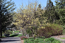 Butterflies Magnolia (Magnolia 'Butterflies') at Carleton Place Nursery