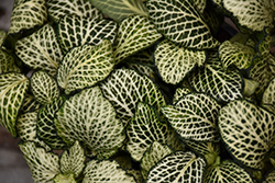 Mosaic Plant (Fittonia albivenis) at Carleton Place Nursery