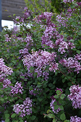 Bloomerang Lilac (Syringa 'Bloomerang') at Carleton Place Nursery