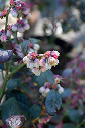Pink Icing Blueberry (Vaccinium 'ZF06-079') at Carleton Place Nursery