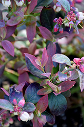 Pink Icing Blueberry (Vaccinium 'ZF06-079') at Carleton Place Nursery