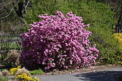 P.J.M. Elite Rhododendron (Rhododendron 'P.J.M. Elite') at Carleton Place Nursery