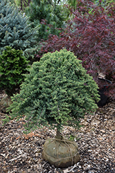 Dwarf Japanese Garden Juniper (tree form) (Juniperus procumbens 'Nana (tree form)') at Carleton Place Nursery