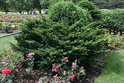 Morden Japanese Yew (Taxus cuspidata 'Morden') at Carleton Place Nursery