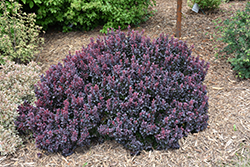 Concorde Japanese Barberry (Berberis thunbergii 'Concorde') at Carleton Place Nursery