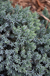 Blue Star Juniper (Juniperus squamata 'Blue Star') at Carleton Place Nursery