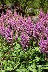 Visions Astilbe (Astilbe chinensis 'Visions') at Carleton Place Nursery