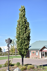 Green Pillar Pin Oak (Quercus palustris 'Pringreen') at Carleton Place Nursery