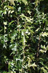 Green Pillar Pin Oak (Quercus palustris 'Pringreen') at Carleton Place Nursery