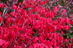 Compact Winged Burning Bush (Euonymus alatus 'Compactus') at Carleton Place Nursery