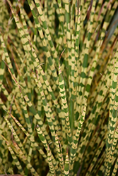 Gold Bar Maiden Grass (Miscanthus sinensis 'Gold Bar') at Carleton Place Nursery