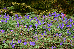 Rozanne Cranesbill (Geranium 'Rozanne') at Carleton Place Nursery