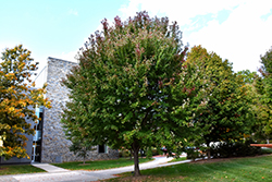 Brandywine Red Maple (Acer rubrum 'Brandywine') at Carleton Place Nursery