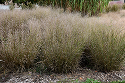 Shenandoah Reed Switch Grass (Panicum virgatum 'Shenandoah') at Carleton Place Nursery