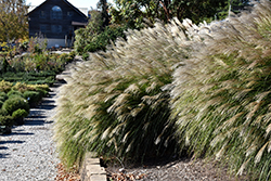 Gracillimus Maiden Grass (Miscanthus sinensis 'Gracillimus') at Carleton Place Nursery
