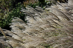 Gracillimus Maiden Grass (Miscanthus sinensis 'Gracillimus') at Carleton Place Nursery