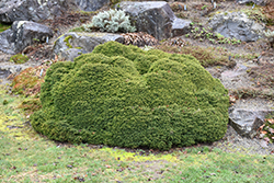 Little Gem Spruce (Picea abies 'Little Gem') at Carleton Place Nursery