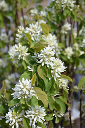 Thiessen Saskatoon (Amelanchier alnifolia 'Thiessen') at Carleton Place Nursery