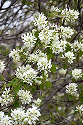 Martin Saskatoon (Amelanchier alnifolia 'Martin') at Carleton Place Nursery
