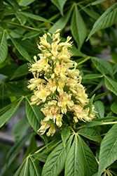 Ohio Buckeye (Aesculus glabra) at Carleton Place Nursery