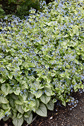 Jack Frost Bugloss (Brunnera macrophylla 'Jack Frost') at Carleton Place Nursery