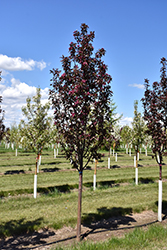 Gladiator Flowering Crab (Malus 'DurLeo') at Carleton Place Nursery