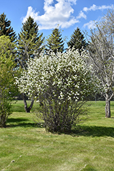 Smokey Saskatoon (Amelanchier alnifolia 'Smokey') at Carleton Place Nursery