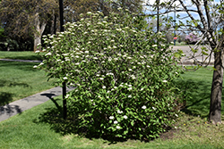 Wayfaring Tree (Viburnum lantana) at Carleton Place Nursery