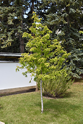 Amur Maple (tree form) (Acer ginnala '(tree form)') at Carleton Place Nursery