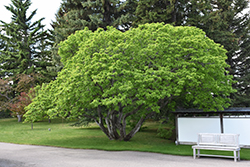 Amur Maple (Acer ginnala) at Carleton Place Nursery