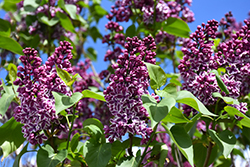 Sensation Lilac (Syringa vulgaris 'Sensation') at Carleton Place Nursery