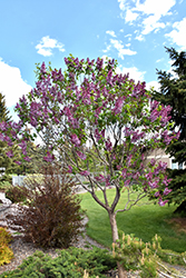 Sensation Lilac (Syringa vulgaris 'Sensation') at Carleton Place Nursery