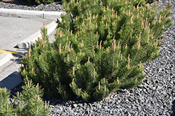 Dwarf Mugo Pine (Pinus mugo var. pumilio) at Carleton Place Nursery