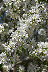 Spring Snow Flowering Crab (Malus 'Spring Snow') at Carleton Place Nursery