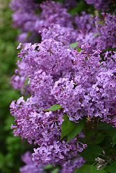 Pocahontas Lilac (Syringa x hyacinthiflora 'Pocahontas') at Carleton Place Nursery