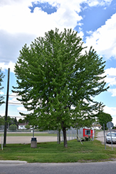 Silver Maple (Acer saccharinum) at Carleton Place Nursery