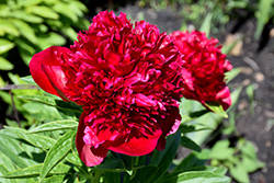 Red Charm Peony (Paeonia 'Red Charm') at Carleton Place Nursery