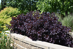 Royal Purple Smokebush (Cotinus coggygria 'Royal Purple') at Carleton Place Nursery