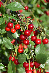 Carmine Jewel Cherry (Prunus 'Carmine Jewel') at Carleton Place Nursery