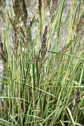 El Dorado Feather Reed Grass (Calamagrostis x acutiflora 'El Dorado') at Carleton Place Nursery