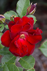 Navy Lady Rose (Rosa 'Navy Lady') at Carleton Place Nursery