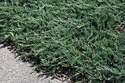 Bar Harbor Juniper (Juniperus horizontalis 'Bar Harbor') at Carleton Place Nursery