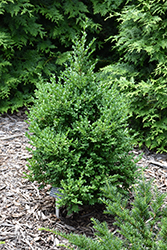 Green Mountain Boxwood (Buxus 'Green Mountain') at Carleton Place Nursery
