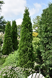 American Pillar Arborvitae (Thuja occidentalis 'American Pillar') at Carleton Place Nursery