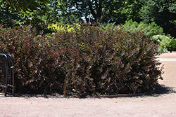 Summer Wine Black Ninebark (Physocarpus opulifolius 'SMNPMS') at Carleton Place Nursery